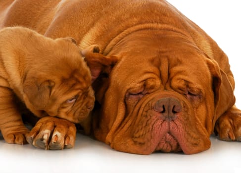mother and puppy - dogue de bordeaux mother and four week old puppy isolated on white background