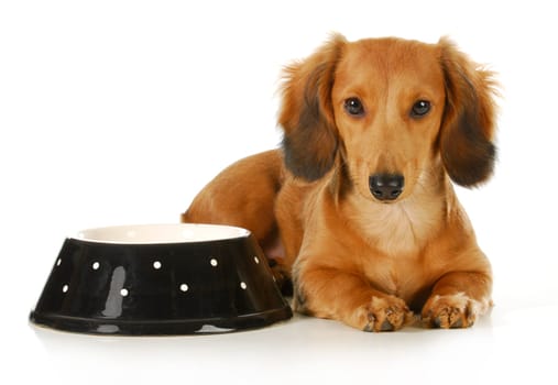 feeding the dog - long haired dachshund laying beside a bowl of dog food