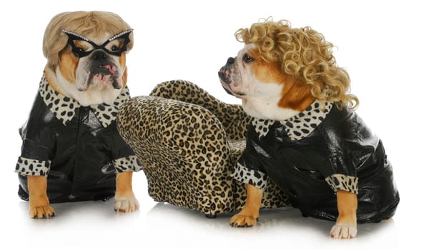 diva dogs - two female english bulldogs wearing blonde wigs dressed up in black leather coats