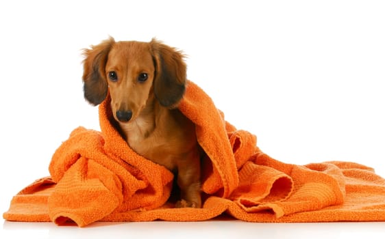 dog bath - long haired dachshund being dried off with orange towel on white background