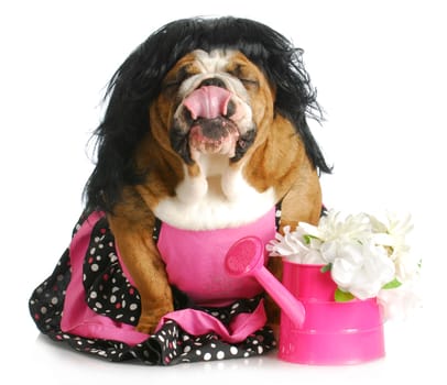 spoiled dog - female english bulldog with funny expression on white background