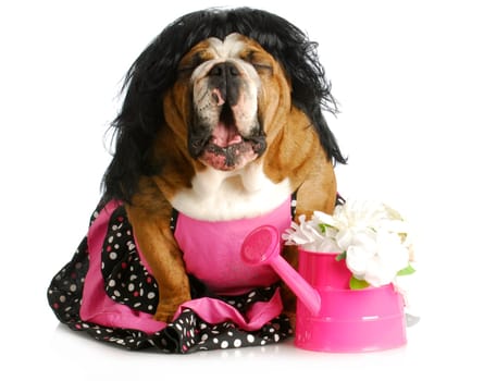 dog complaining - female english bulldog wearing pink dress with mouth open and silly expression