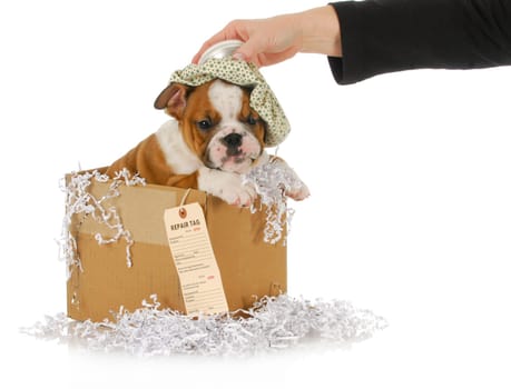 sick dog - woman holding water bottle on head of sick bulldog puppy ready to be shipped out for repair