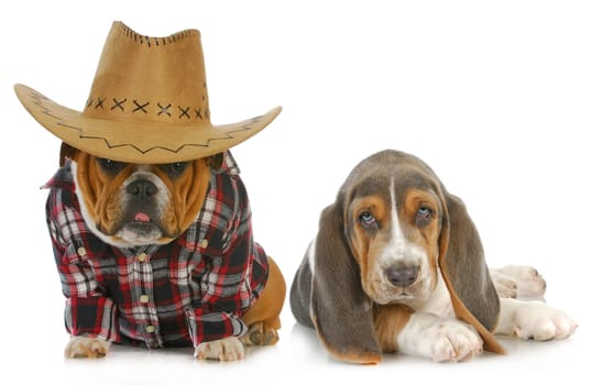 country dogs - english bulldog and basset hound isolated on white background
