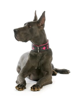 great dane wearing heart collar laying down with reflection on white background