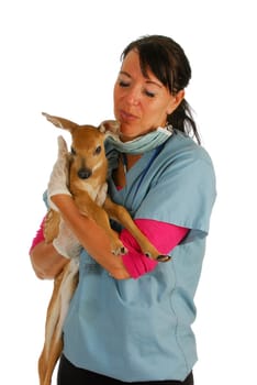 wildlife veterinary care - veterinarian caring for orphaned fawn isolated on white background