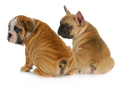two puppies - english and french bulldog puppies looking over shoulders isolated on white background 8 weeks old
