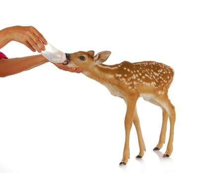hand raising fawn - woman bottle feeding baby doe isolated on white background