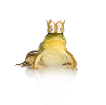 handsome prince - bull frog wearing gold crown looking at viewer isolated on white background