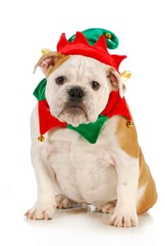 dog christmas elf - english bulldog dressed in elf costume sitting on white background