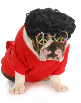 funny dog - english bulldog wearing black wig and peace glasses isolated on white background