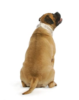 dog looking up - bull mastiff sitting with back to viewer looking up