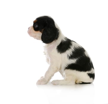 cute puppy - cavalier king charles spaniel puppy sitting looking up isolated on white background