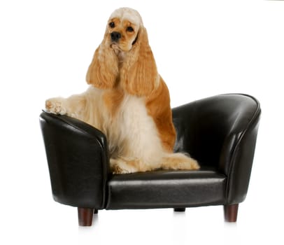 dog on the couch - american cocker spaniel sitting on the couch