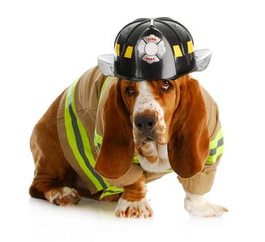 basset hound dressed up like a fire fighter isolated on white backgroun