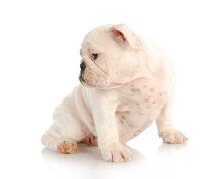 cute puppy - english bulldog puppy looking over shoulder isolated on white background - 12 weeks old