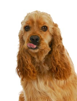 dog sticking tongue out - american cocker spaniel giving attitude isolated on white background