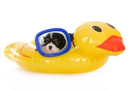 dog swimming - cavalier king charles spaniel wearing mask laying on water floatation device