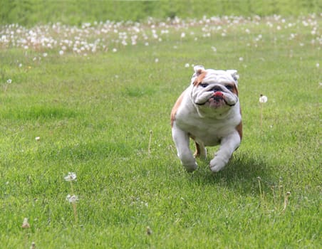 dog running - english bulldog running in the grass