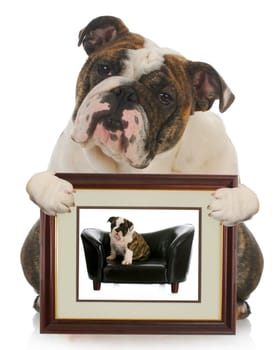 young puppy grown dog - english bulldog holding picture of itself when it was a puppy