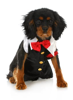 formal dog - cavalier king charles spaniel dressed up in a tuxedo on white background