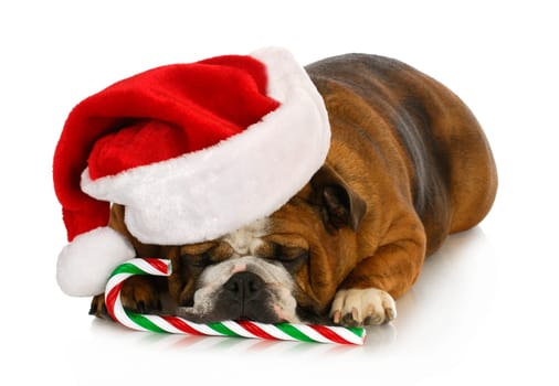 christmas dog - english bulldog laying down with candy cane