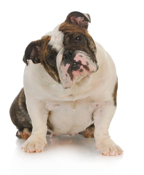 english bulldog sitting with reflection on white background