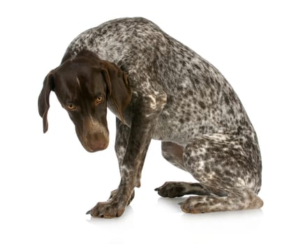 bad dog - guilty looking german short haired pointer sitting with reflection on white background
