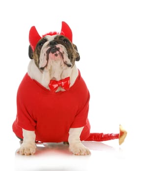 bad dog - english bulldog dressed up like a devil isolated on white background