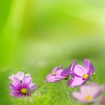 Flower with nice light green color for adv or others purpose use