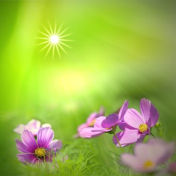 Flower with nice light green color for adv or others purpose use