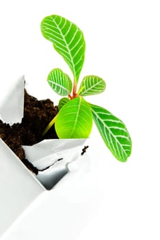 plant in a case symbolizing development