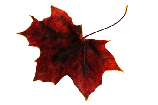 dark red single maple leaf, isolated