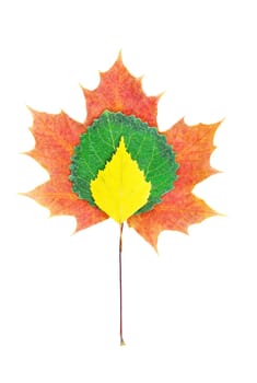 three different autumn leaves lying on each other, isolated