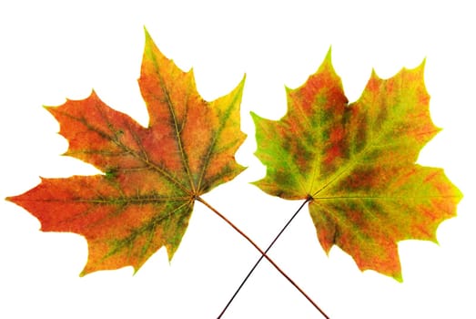 two orange maple leaves, isolated