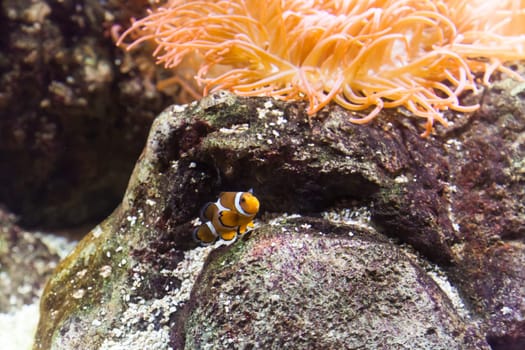 Clownfish in Aquarium - Genoa, Italy