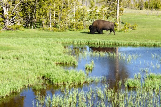bison in Yellowstone National Park in Wyoming in the United States of America