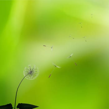 dandelions with nice light green background for adv or others purpose
