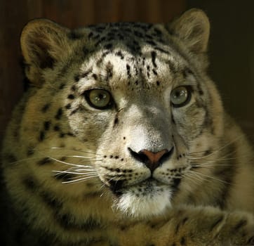 Snow leopard