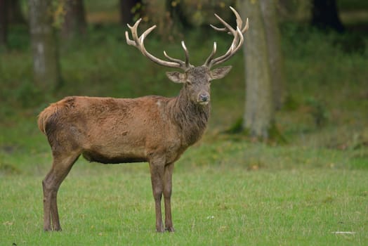 Red deer in a clearing
