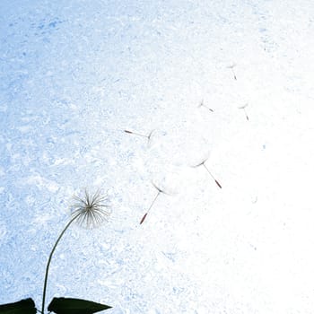 dandelions with nice light green background for adv or others purpose