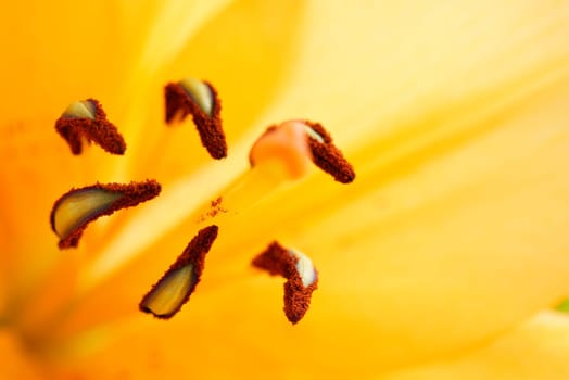 Macro shot of an orange flower in bloom