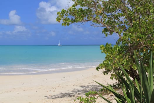 Sailboat on the Tranquil aqua Caribbean Sea as seen from a beach with an agave plant.