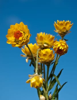Australian yellow paper daisy bouquet with blue sky background