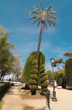 Palm trees and spiral conifers in Cadiz park