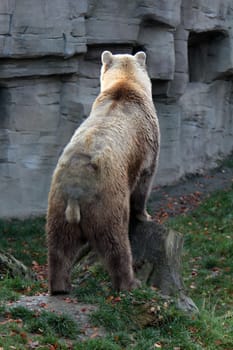 Brown bear