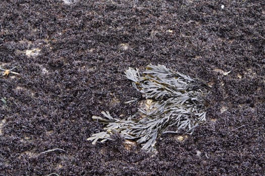 Tang on the beach of Heligoland
