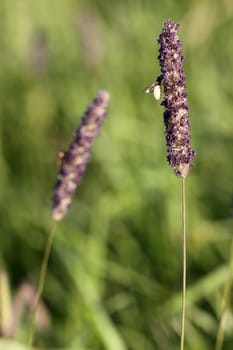 Meadow foxtail