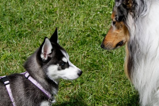 Husky puppy