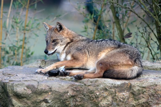 Golden jackal